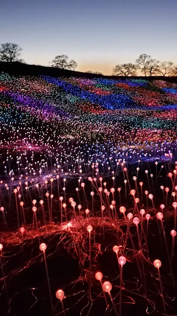 Papel de Parede Campo de Flores de Luzes Coloridas