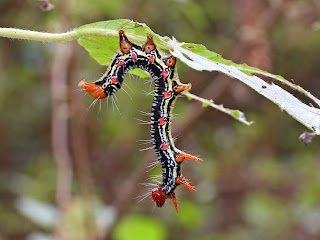 Ramie Moth Caterpillar on Yuelu Mountain