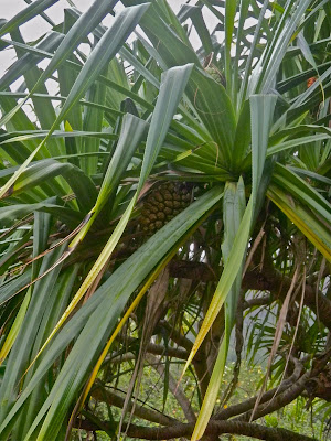 Hala tree at Ho'omaluhia Botanical Garden