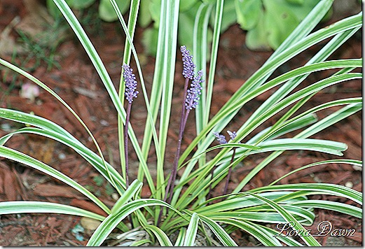 Liriope