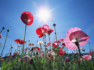 flores silvestres tocando el sol