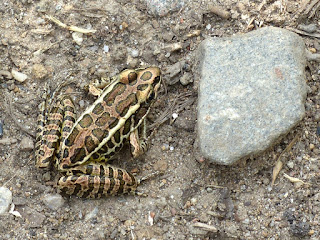 Grenouille des marais - Lithobates palustris - Rana palustris