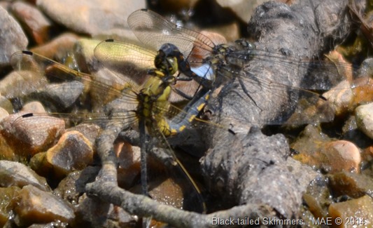 2014-06-21 Ruislip Lido 001
