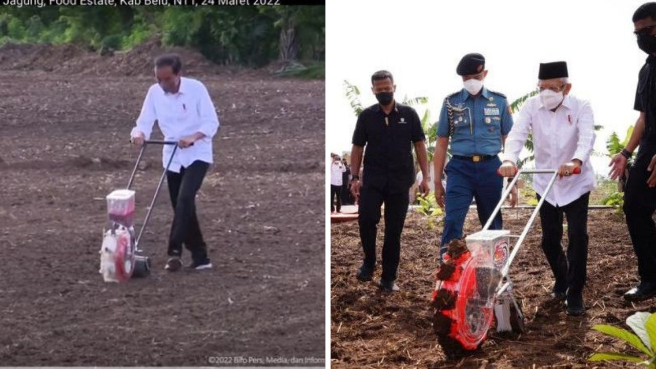 Setelah Jokowi di NTT, Kini Giliran Ma'ruf Amin Tanam Jagung dan Kedelai di Jabar