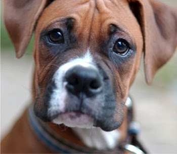 Boxer Dog Breed Pictures