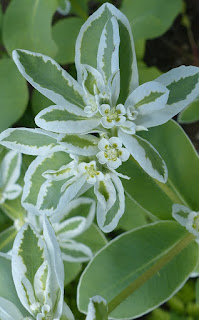 Euphorbia marginata - Euphorbe à feuilles marginées - Euphorbe panachée 