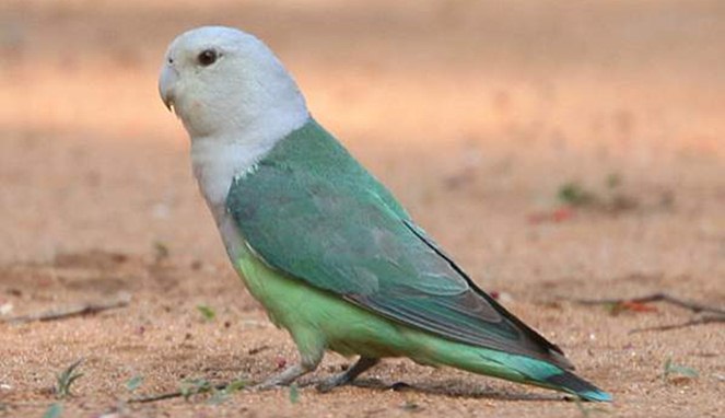  Burung Peliharaan  Paling Mahal di Dunia AnakRegular com