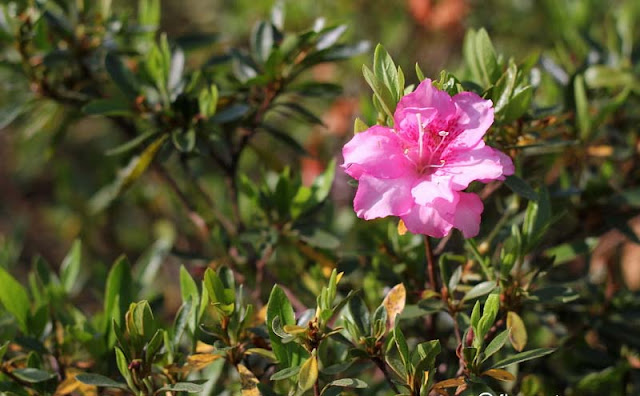 Azalea Flowers Pictures