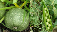 Paniers de Légumes - Paniers de fruits - bio