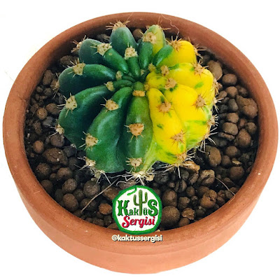 Echinopsis Oxygona Variegata kaktüs cactus sukulent bitki bakımı bilgi nasıl bakılır çiçeği Flower cactus suculent