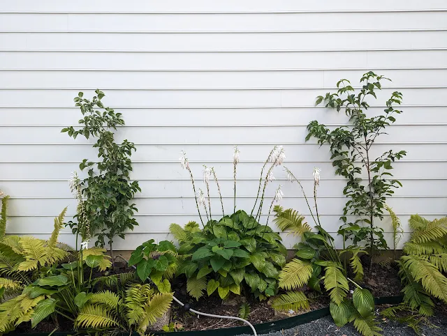 Kousa Dogwoods Espalier Planting - Shade Tolerant Trees - Zone 5B