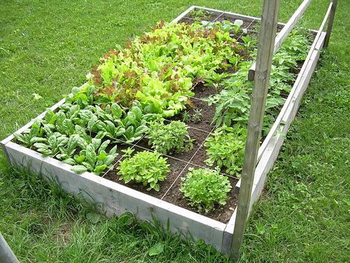 Square Foot Gardening