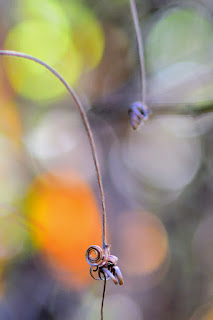 Tendrils and water drops on bokeh backgrounds