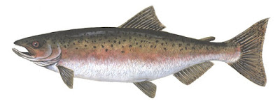 Salmon Fishing Tips