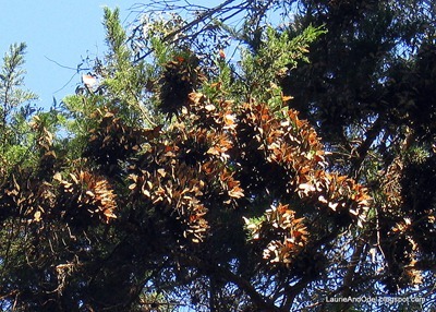 The Monarchs 