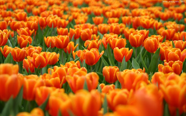 Beautiful Tulips Wallpapers