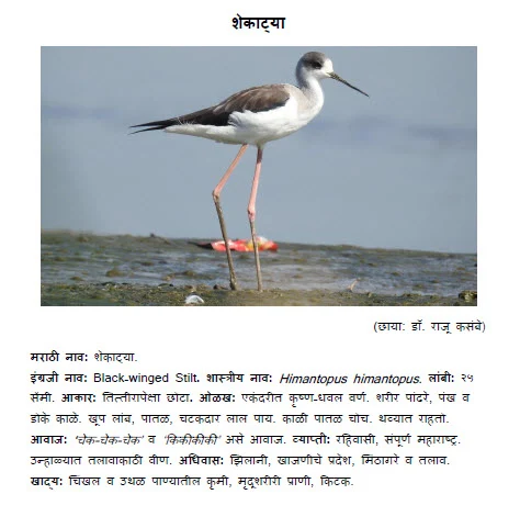 black winged stilt shekatya bird information in marathi