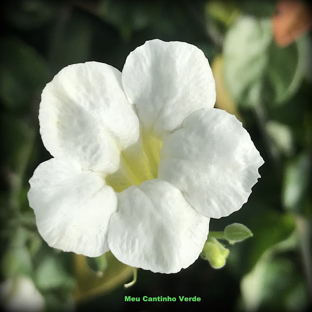 Flor branca com 5 pétalas