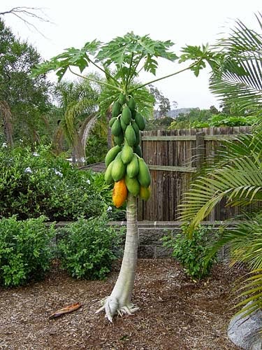 Buah Buahan Yang Cocok Di Tanam Di Pekarangan Rumah 