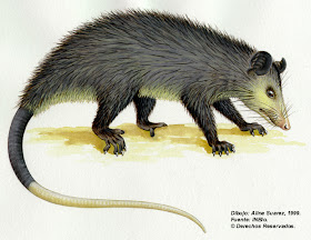 zorro pelon Didelphis marsupialis