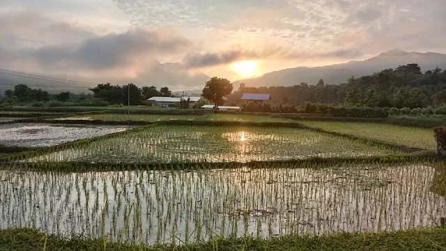 Rice fields in Northern Thailand