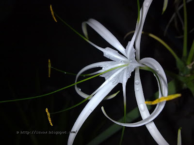 Beach spider lily, Hymenocallis littoralis