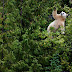 Kermode Bear in Tree, British Columbia