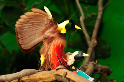 Birds of Paradise Birds Pictures