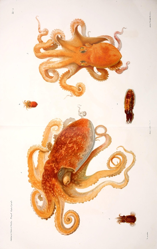 mollusca illustration