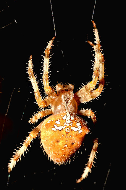 Araneus pallidus