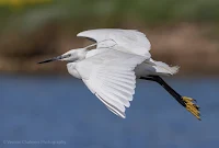 Little Egret in flight at Woodbridge Island.