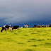 ÉHEZNI A KLÍMÁÉRT: Az Európai Unió a holland kormánnyal együttműködve országszerte tej-, szarvasmarha-, sertés- és baromfitelepek bezárására törekszik.