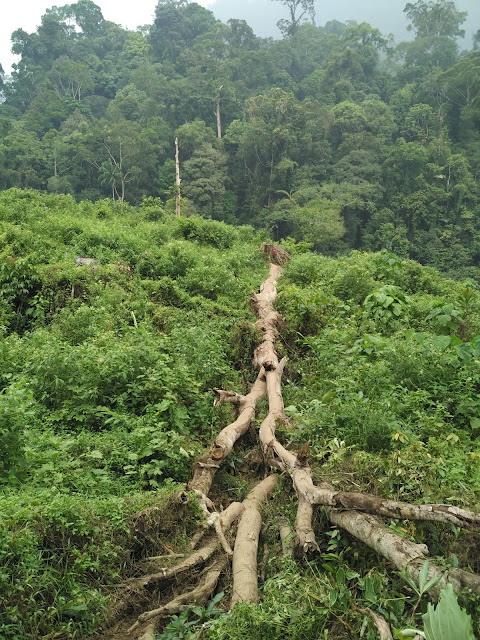 ngungun saok lubuk minturun padang