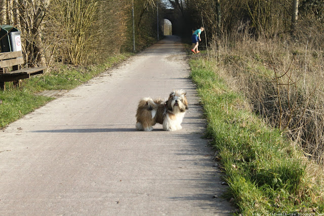 Olaf Shih Tzu