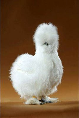 real or fake hen