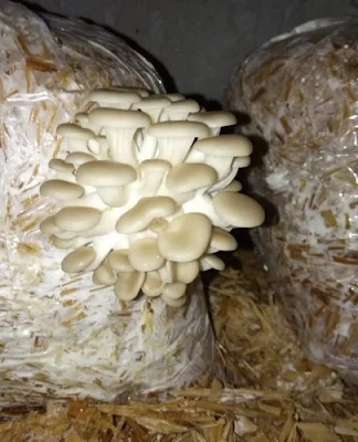 Oyster mushroom company in Laitkor Peak