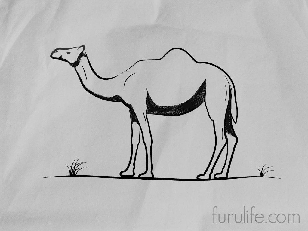 How to draw Camel - Step 8 Finale Result