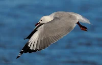 Birds In Flight Photography Cape Town with Canon EOS 7D Mark II