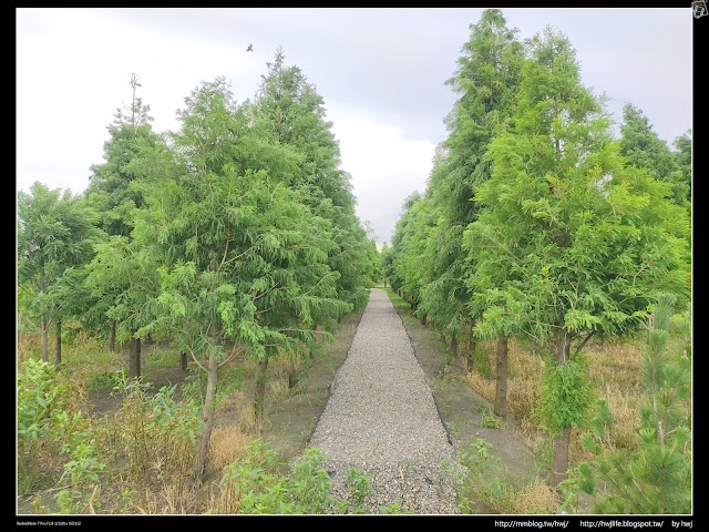 2019-07-10雲林虎尾-崛頭里-新落羽松秘境