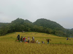 Panen Raya di Dusun Kuduk-kuduk