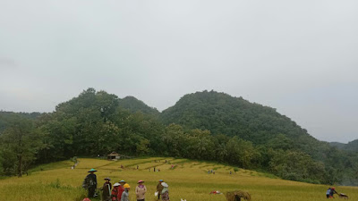 Panen Raya di Dusun Kuduk-kuduk