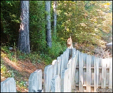 Amazing Cat GIF • Catwalk on double fence, Mode 'Direct registering activated [ok-cats.com]