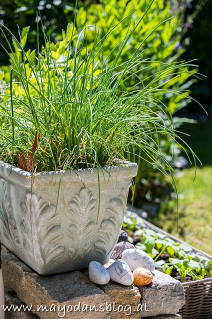 Kräuter im Garten