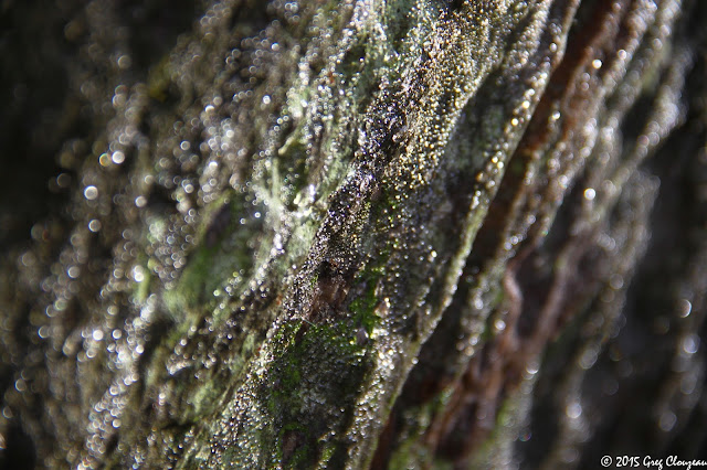 Condensation sur le grès de Fontainebleau