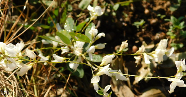 シロバナハギ(萩/胡枝花)Lespedeza