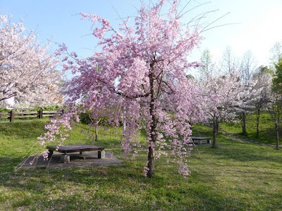 寝屋川公園 やすらぎ広場の枝垂桜