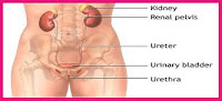 Asuhan Keperawatan Inkontinensia Urine