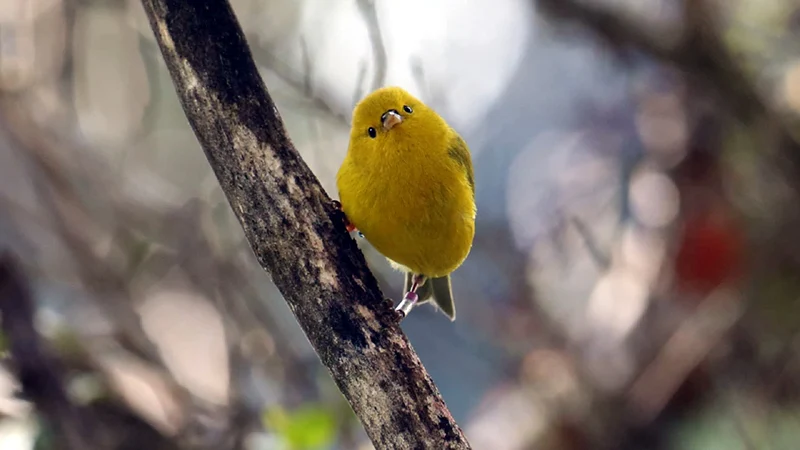 Birds that learn new behaviors less likely to go extinct, says study