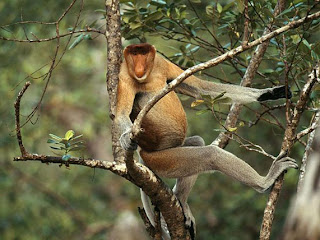 Foto Monyet Buntut Panjang