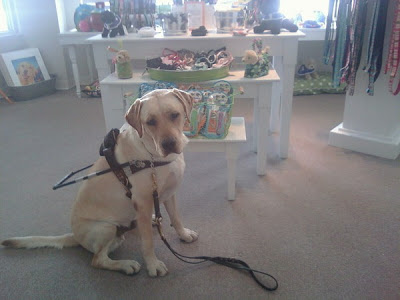 Picture of Toby in a sit-stay in harness.  Behind him is Southeastern Guide dog's gift shop in down town